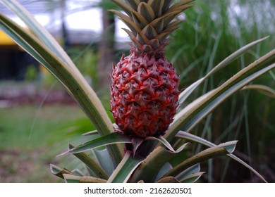 Ananas comosus Variegatus, is a variegated species of Ananas comosus know as Pineapple in english and Ananas or nanas. is a tropical plant with an edible fruit in the family Bromeliaceae