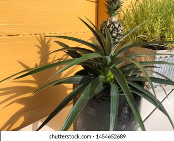 Pineapple Plant Images, Stock Photos & Vectors | Shutterstock