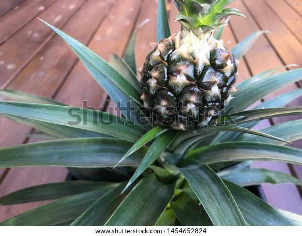 klap Zware vrachtwagen avontuur Ananas Corona Small Baby Pineapple Plant Stock Photo (Edit Now) 1454652824