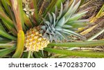 Ananas Erectifolius or called Pineapple fruit on the tree