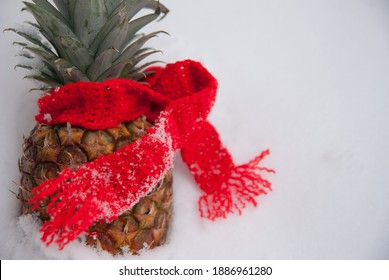 an ananas warmed in the snow by a red scarf