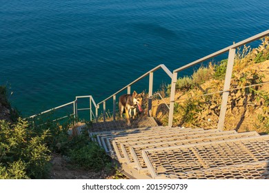 Anapa, Russian Federation Stairs Leading To The Sea