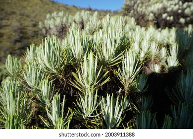 Anaphalis Javanica Mount Lawu In Karang Anyar, Central Java, INDODESIA