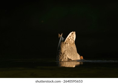 Anas Platyrhynchos aka wild or mallard duck is searching for food on the bottom of the river. Diving with the butt up. Funny animal photo.