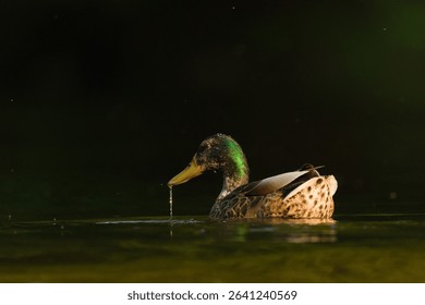 Anas Platyrhynchos aka wild or mallard duck male in evening sun. Isolated on dark black background.