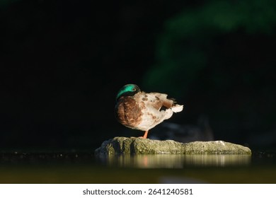 Anas Platyrhynchos aka wild or mallard duck male in evening sun. Isolated on dark black background.