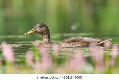 Anas Platyrhynchos aka wild or mallard duck female and pink flowers on the foreground.