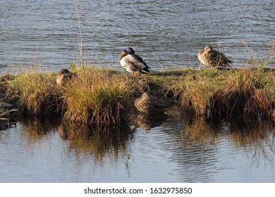 Anas Platyrhynchos, Mallard Duck Family On Ticino River, Italy