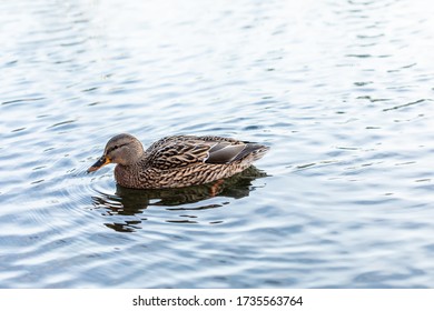 Anatinae Dabbling Duck With Beautiful Plumage. A Brown Female Bird With A Blue-green Head Swim In A Pond. Shallow Depth Of Field