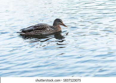 Anatinae Dabbling Duck With Beautiful Plumage. A Brown Female Bird With A Blue-green Head Swim In A Pond. Shallow Depth Of Field.