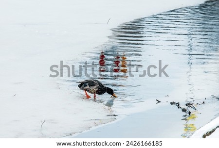 Anatinae ducks on a winter icy river in frosty weather. The duck drinks water.