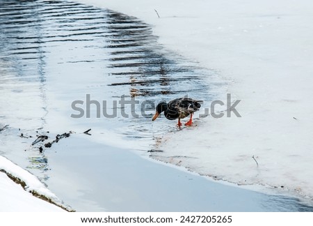 Anatinae ducks on a winter icy river in frosty weather. The duck drinks water.