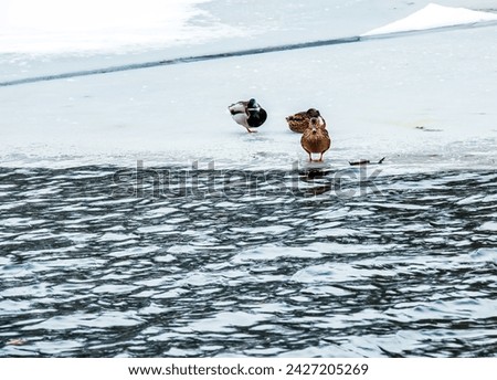 Anatinae ducks on a winter icy river in frosty weather.