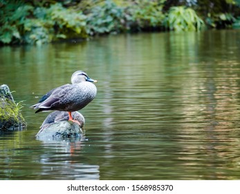 An Anatinae Standing On A Tiny Rock Island In The Middle Of The Lake. 