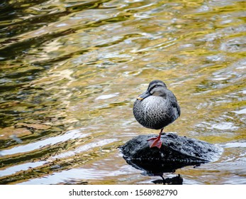 An Anatinae Standing One Leg On A Tiny Rock Island In The Middle Of Water. 