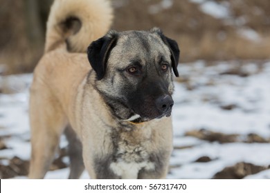 741 Anatolian shepherd dog Images, Stock Photos & Vectors | Shutterstock