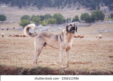 Anatolian sheepdog kangal posing against green natural background - Powered by Shutterstock