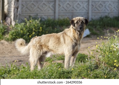 Anatolian Shepherd Dog