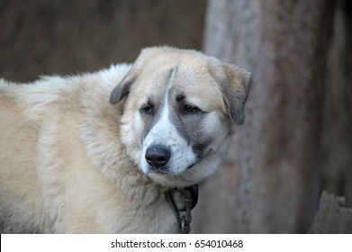 Anatolian Shepherd Dog