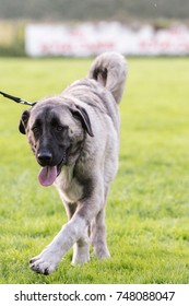 Anatolian Shepherd Dog