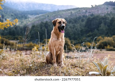 Anatolian shepherd dog sits on a mountain path, a pet on a walk - Powered by Shutterstock