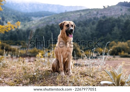 Anatolian shepherd dog sits on a mountain path, a pet on a walk Stock foto © 