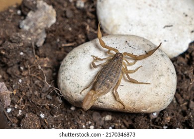 Anatolian Yellow Scorpion From The Buthidae Family