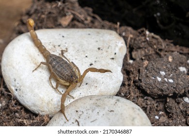 Anatolian Yellow Scorpion From The Buthidae Family