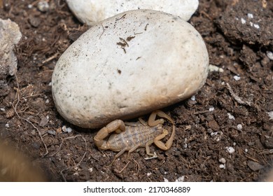 Anatolian Yellow Scorpion From The Buthidae Family