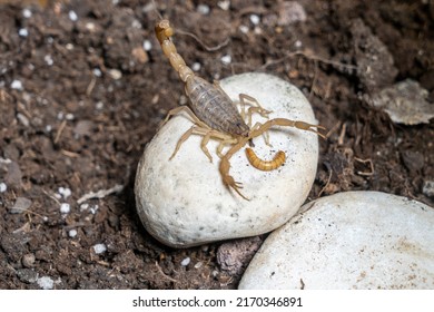 Anatolian Yellow Scorpion From The Buthidae Family