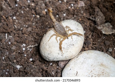 Anatolian Yellow Scorpion From The Buthidae Family