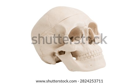 Anatomical human skull model made of beige plastic material