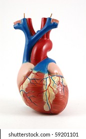 Anatomical Model Of Human Heart