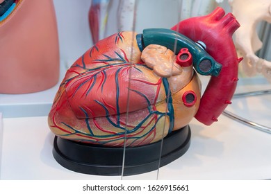 Anatomical Model Of The Human Heart Behind The Glass. Medicine