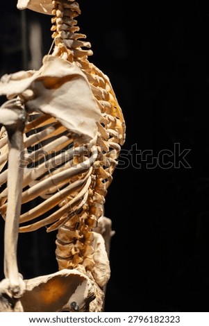 Anatomical model of a human skeleton viewed from the side and back, showcasing the thoracic spine, ribcage, and shoulder blade on a black background. Ideal for medical and biology concepts.