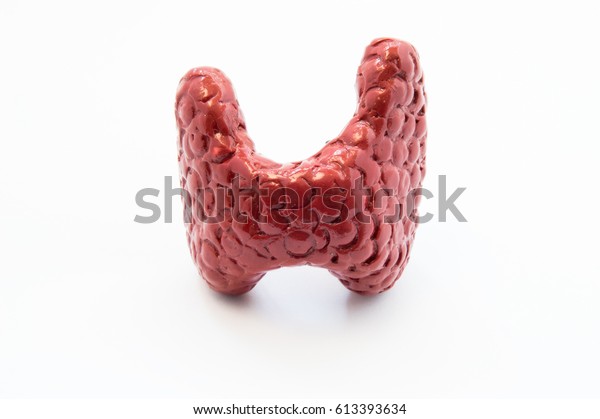 Anatomical Model Human Thyroid Gland Closeup Stock Photo (Edit Now ...