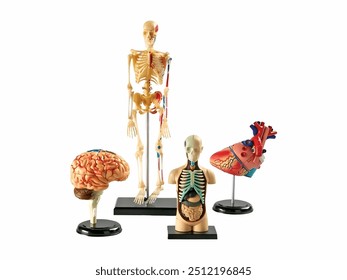 Anatomical Models Display. a set of educational anatomical models, including a human skeleton, a brain, a torso model showing internal organs, and a heart model for studyin - Powered by Shutterstock