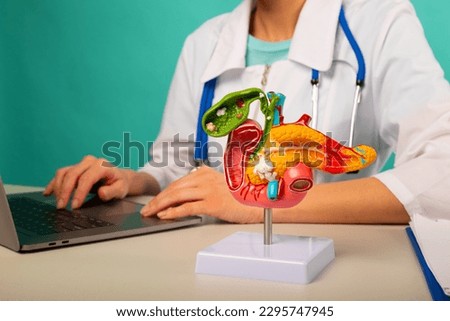 anatomical pancreas model on work desk of doctor
