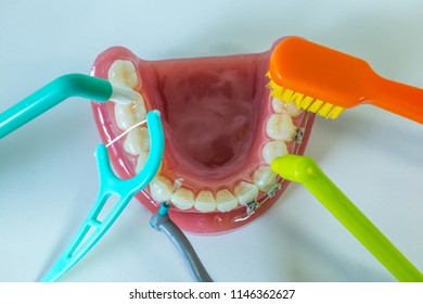 Anatomical Realistic Plastic Dental Teeth Model With Different Types Of Tooth Cleaning Tools. Toothbrush, Interdental Brushes And Floss.