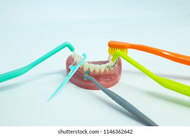 Anatomical Realistic Plastic Dental Teeth Model With Different Types Of Tooth Cleaning Tools. Toothbrush, Interdental Brushes And Floss.