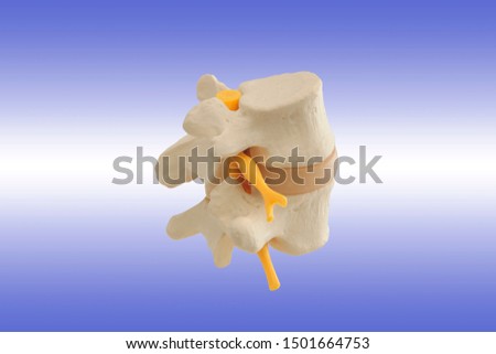 Anatomical segment of the human spine, consisting of two vertebrae, intervertebral disc, part of the spinal cord.