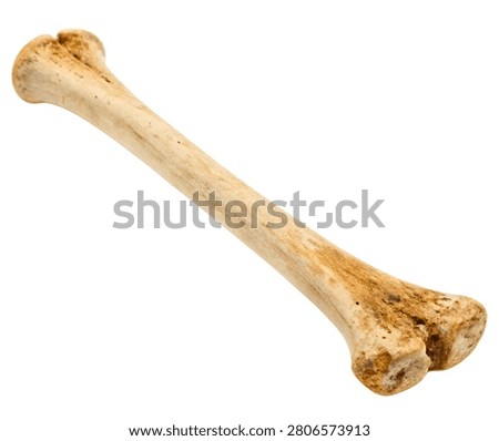 Anatomically Accurate Human Radius Bone with Natural Beige Bone Texture for Medical Illustration, Isolated on White Background