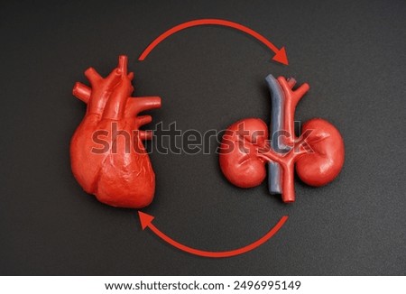 Anatomically correct heart and kidney models with circular arrows illustrating circulatory flow between them.