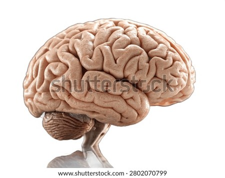 An anatomically detailed model of a human brain, featuring realistic textures of the cerebrum, cerebellum, and brainstem. This high-quality concept asset from the image ultra-realistic-single-ai-brain-perfectly-isolated.jpg represents neuroscience and artificial intelligence, presented with a soft reflection and cleanly isolated on a white background.