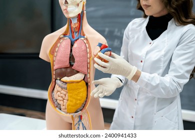 anatomy and biology teacher showing human organs on a human model - Powered by Shutterstock