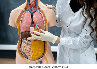 anatomy and biology teacher showing human organs on a human model - Powered by Shutterstock