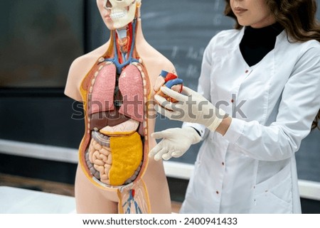 anatomy and biology teacher showing human organs on a human model