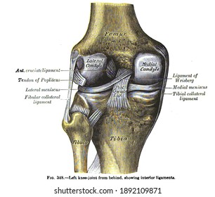 An Anatomy Drawing And Text Of The Left Knee Joint From Behind, From The 19th Century