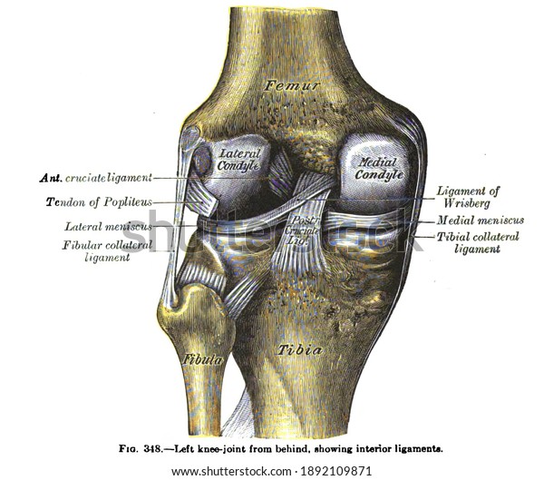 drawing of knee anatomy