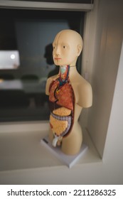 An Anatomy Figure At An Ambulance Station